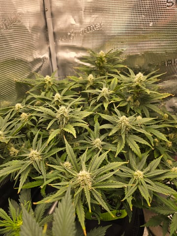 blue dream auto — flower, day 47