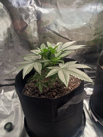 4th Grow — vegetative, day 16