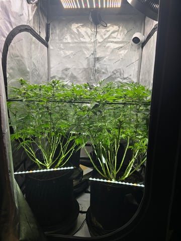 Purple Haze  — flower, day 72