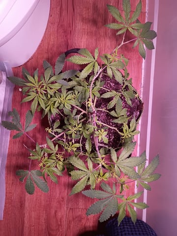 FKAFL — vegetative, day 35