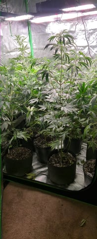 DeathStar, Grease Monkey, Goat Latto, Northern Lights — flower, day 81