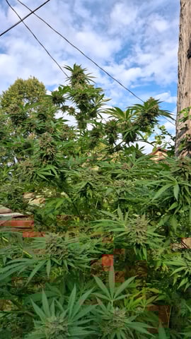 black and blue moon rocks  — grow_setup, day 1