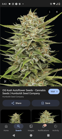 OG Kush Auto  — grow_setup, day 2