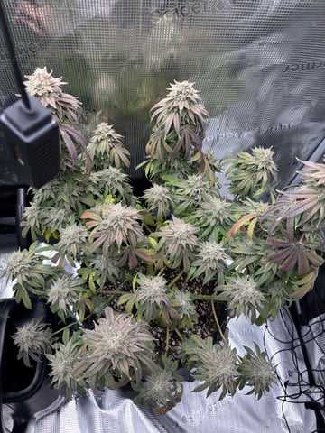 BloodMoon Gelato — flower, day 110