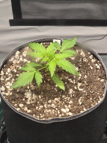 GDP auto 3X5 tent — vegetative, day 25