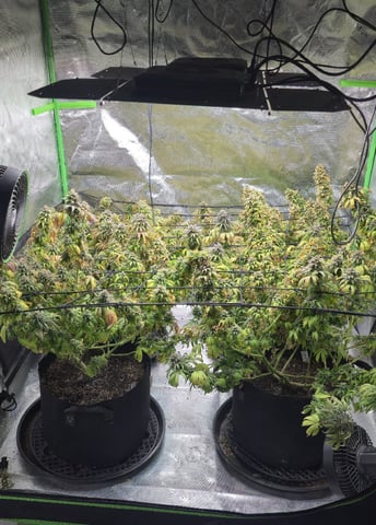 This grow may be interesting! — flower, day 173