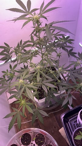Gigawatt  — vegetative, day 83