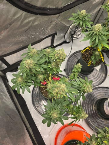 Homegrown - 🍒 🥧 & GSC Auto, 🚀 Seeds 🍌 Buttercups  — flower, day 75