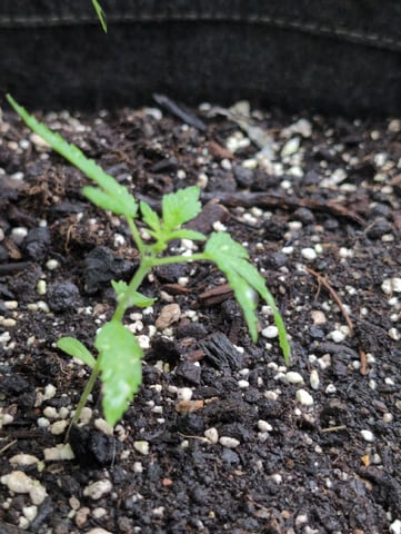 Gorilla Cookies Auto — seedling_rooting, day 11