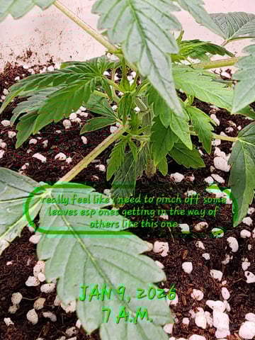 Dos Si Dos. Indica — vegetative, day 15