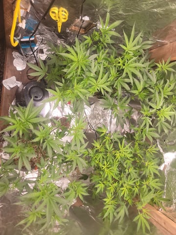 Ghetto Growing — none, day 38