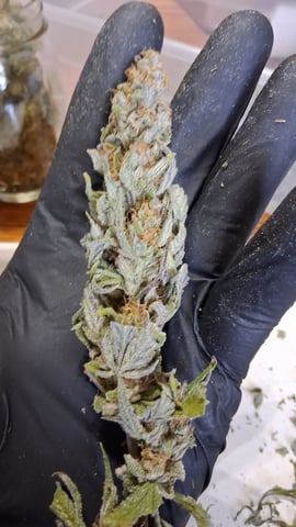 Here We Go Again 😎, This Should Be Good. 🤞👁️👁🤞 — grow_setup, day 9