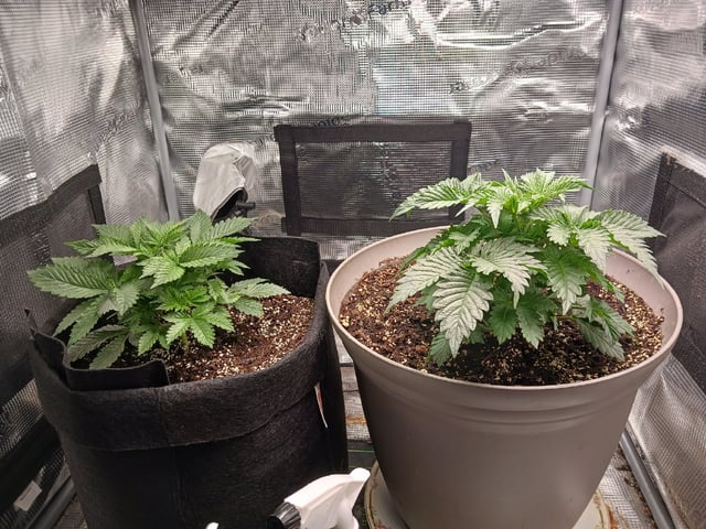 9lbhammer feminized  — vegetative, day 22
