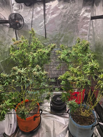 Chum Chum grow — grow_setup, day 1
