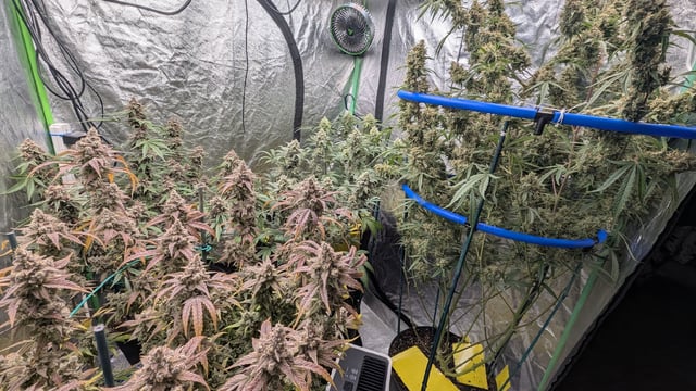 Mixed Grow — flower, day 103