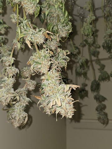 Northern lights #10 (Alaska) — harvest, day 85