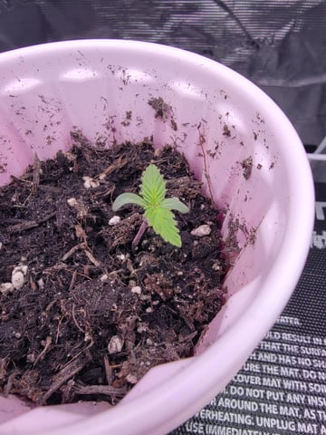 First try — seedling_rooting, day 6
