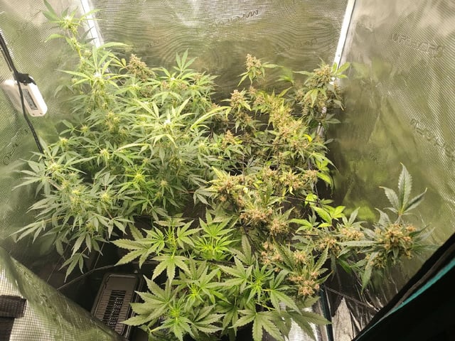 3 By 3 Tent