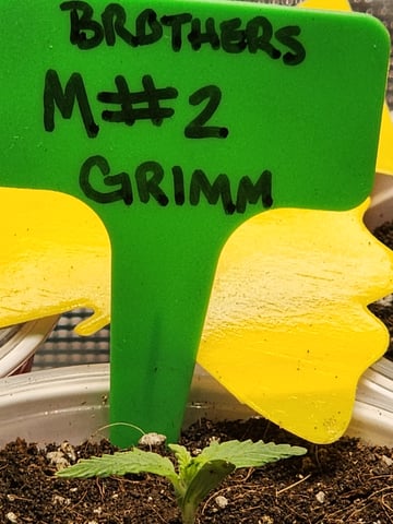 HE1E we GROW  — seedling_rooting, day 33