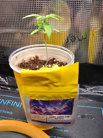 Candy,Punch,Lobsta — vegetative, day 2