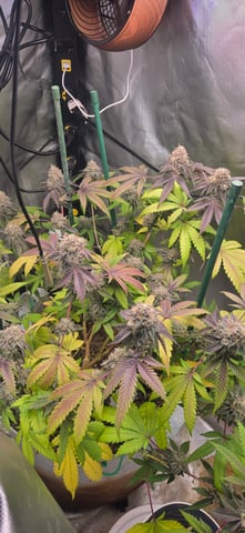 Looking for advice! — flower, day 94