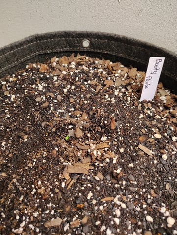Beans For Days run — germination, day 1