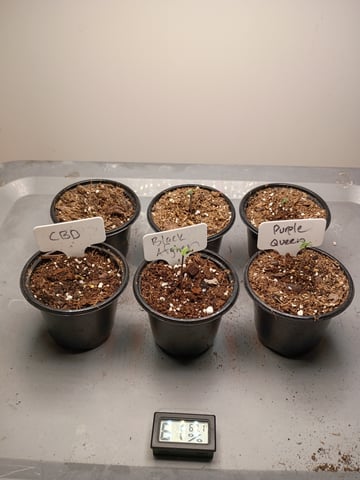 Purple Run — seedling_rooting, day 1