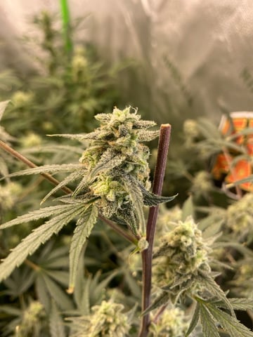 Bruce Banner (Auto) — harvest, day 69