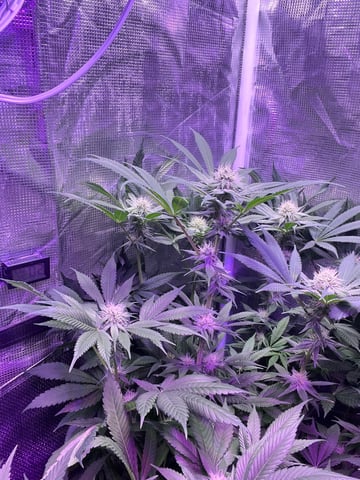 Cherry Pie  — flower, day 63