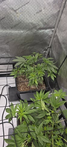 Lime Rian. — vegetative, day 38