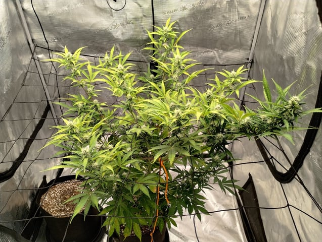 Round 2🥊 — flower, day 60
