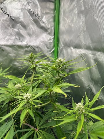 Ztrawberriez (Auto) 2026 - 1 — flower, day 49