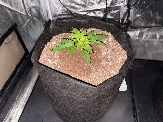 Grow Shed Grow #1 — vegetative, day 17