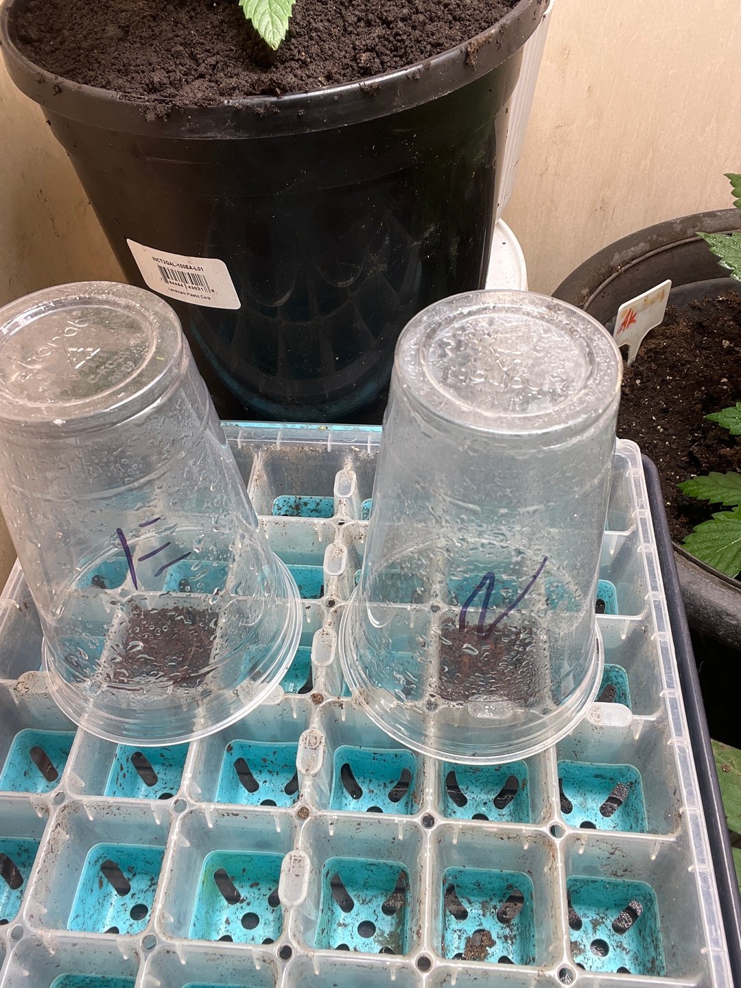 easy bud auto & nothern lights auto