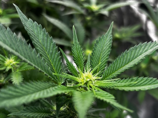 Clones GodFather OG Clones — flower, day 67