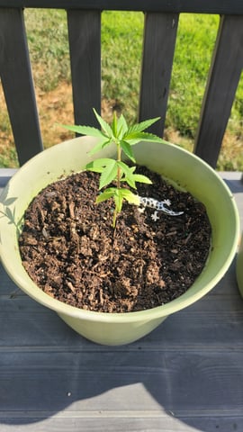 Poison Rainbows — vegetative, day 45