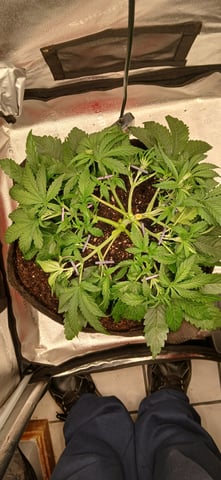 newest ggs setup grow — flower, day 29