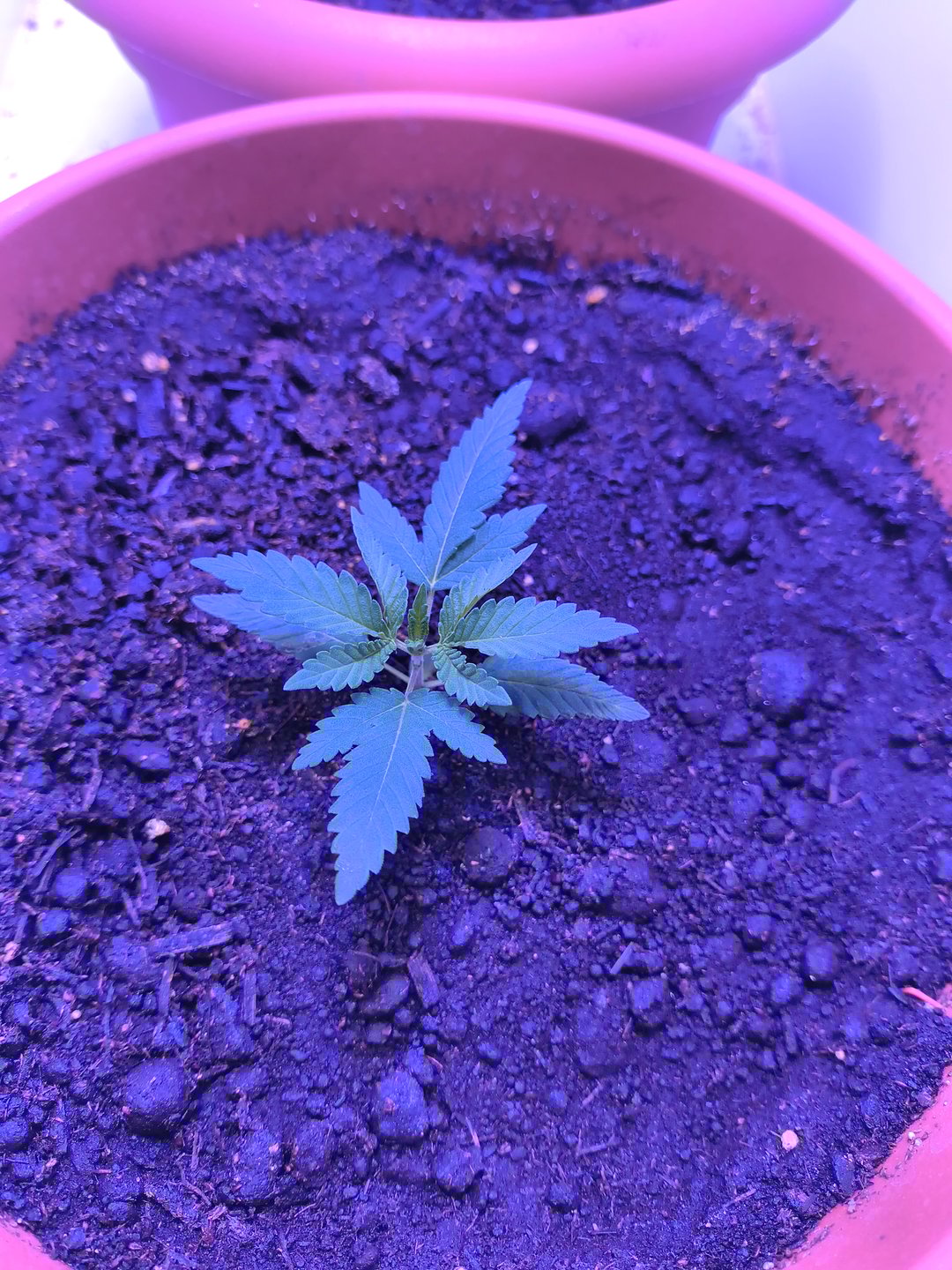unknown strain 1st grow