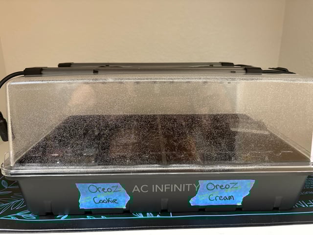 First Grow (Hydro) — germination, day 3