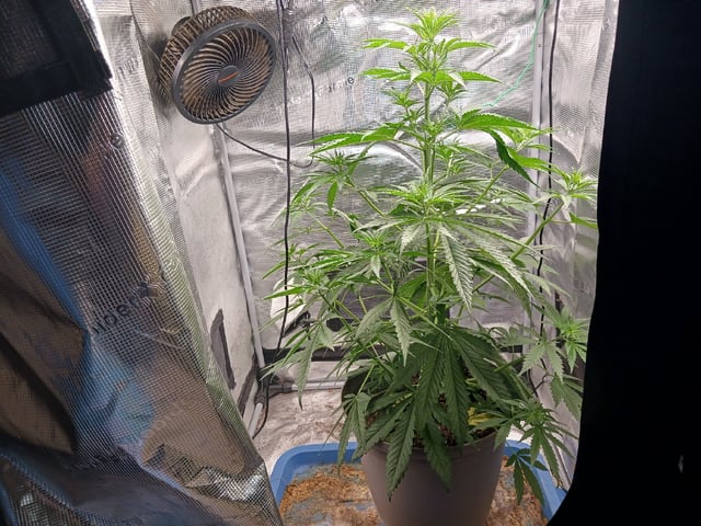 2nd Grow 2026  — vegetative, day 37
