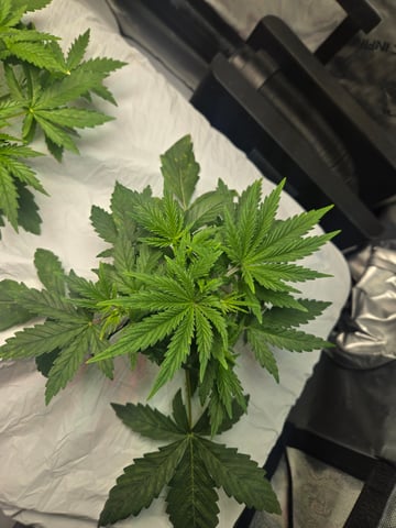 White rhino — vegetative, day 20