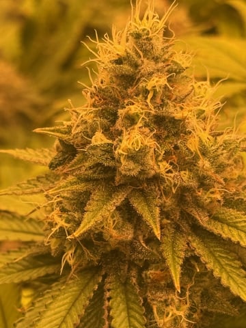 tropickle — flower, day 103