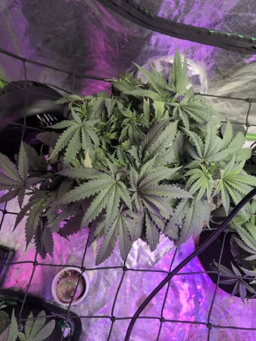 2025-26 — vegetative, day 39