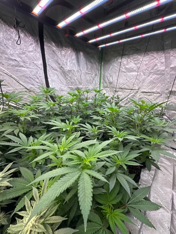Clones Fat Bastard Clones  — flower, day 84