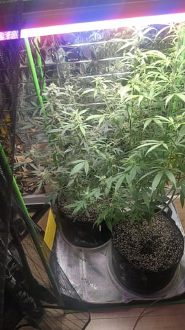 Gelato & Amnesia  — flower, day 63