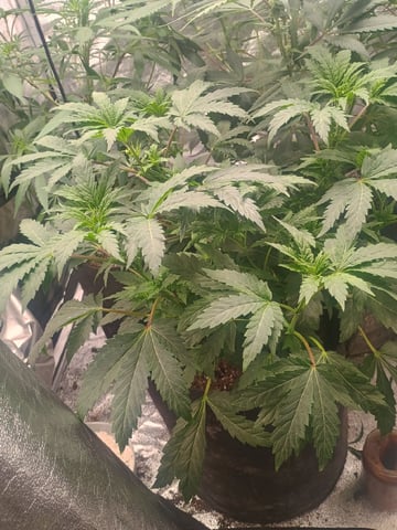 Brainstorm X Murder Biscuits — flower, day 43