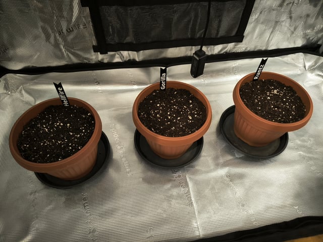 Grow1