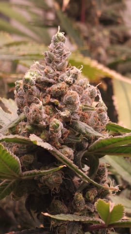 DNA Genetics Kosher Cookies rockwool run round 2