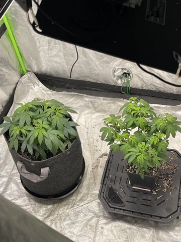 Clones GodFather OG Clones — vegetative, day 52