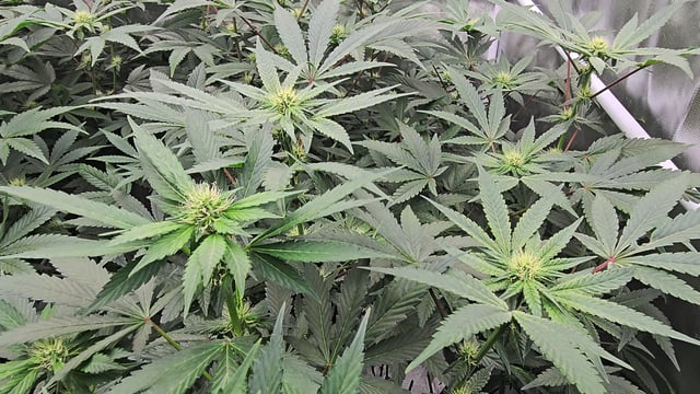 OG Kush  — flower, day 66